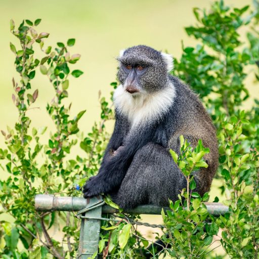 Close-up of a Samango Monkey 