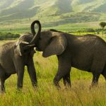 elephant safaris