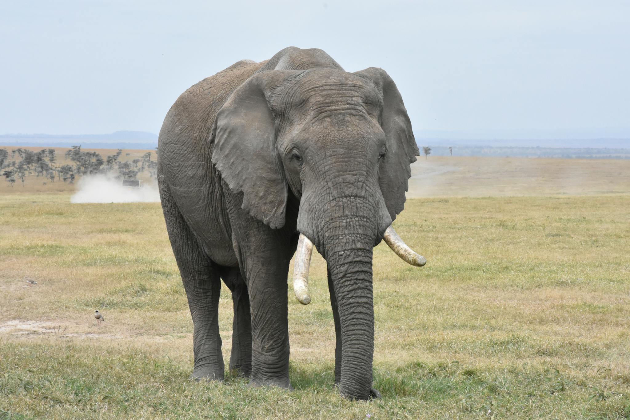 Elephant Walking on Green Grass Field