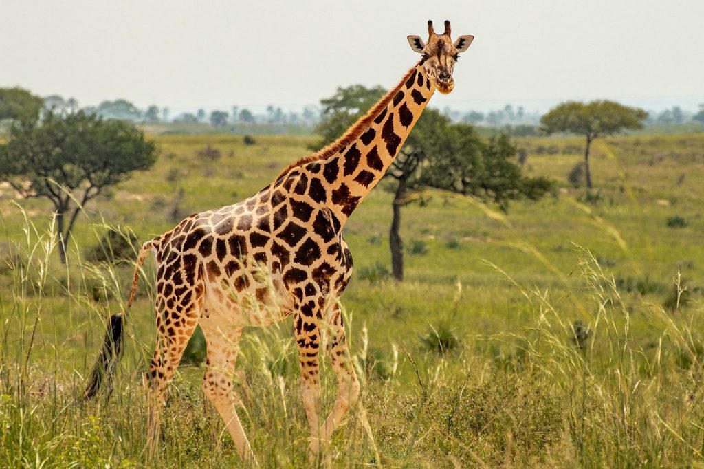 giraffe center Nairobi