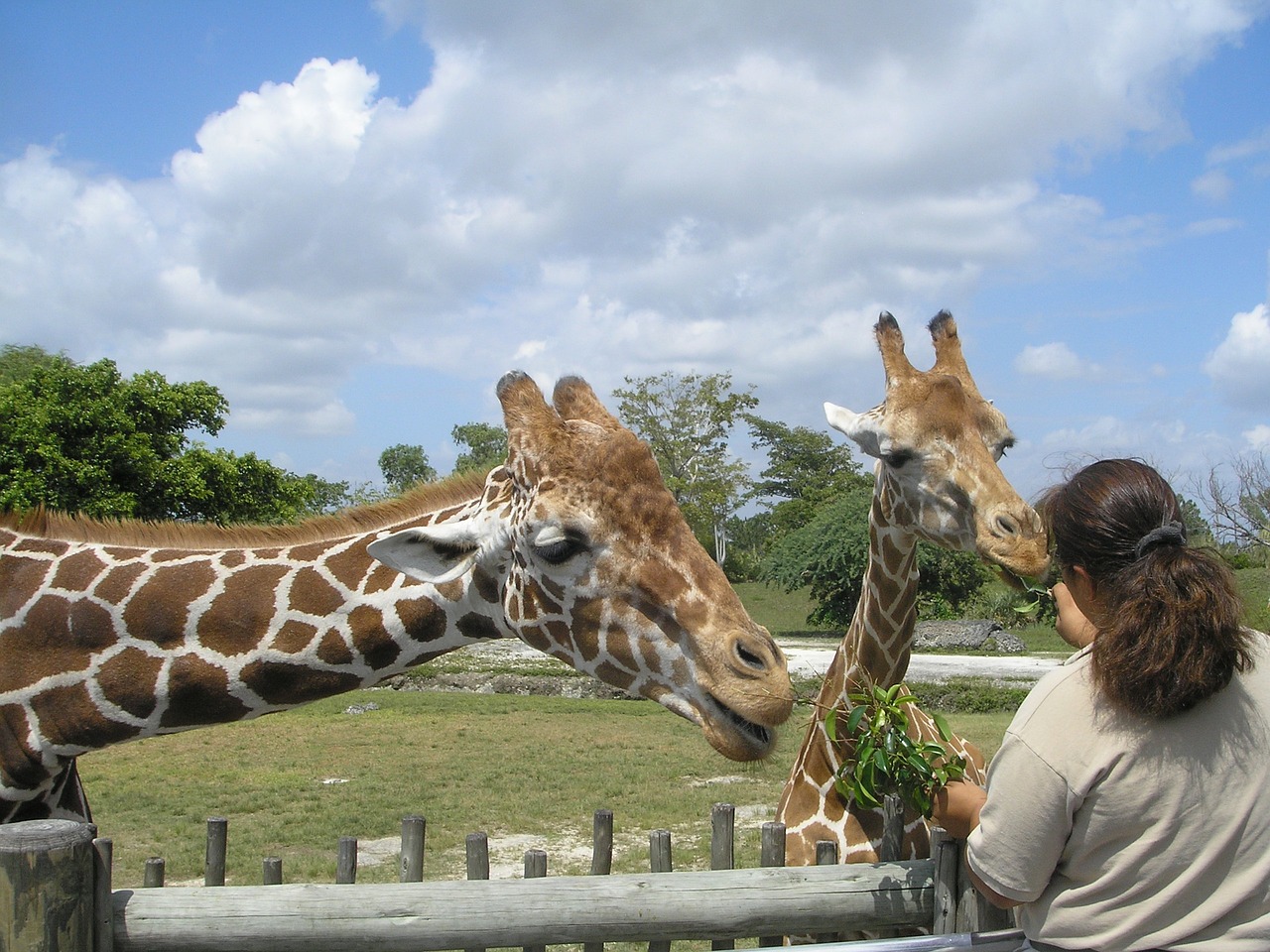 Giraffe Manor in Nairobi