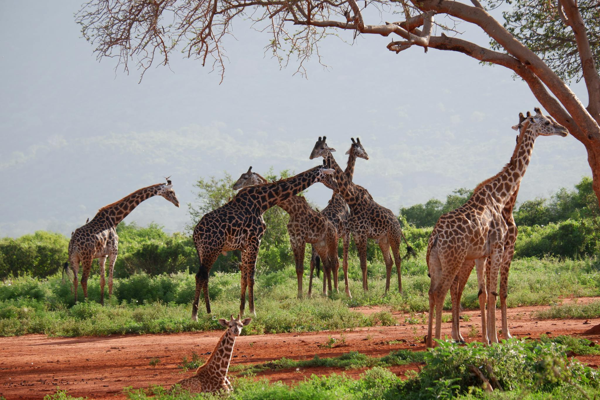 Herd of Giraffes in Masai Mara