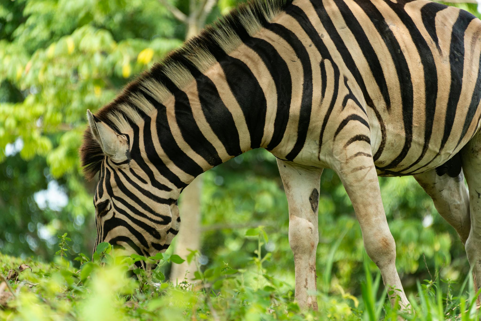 Zebra in the National Park