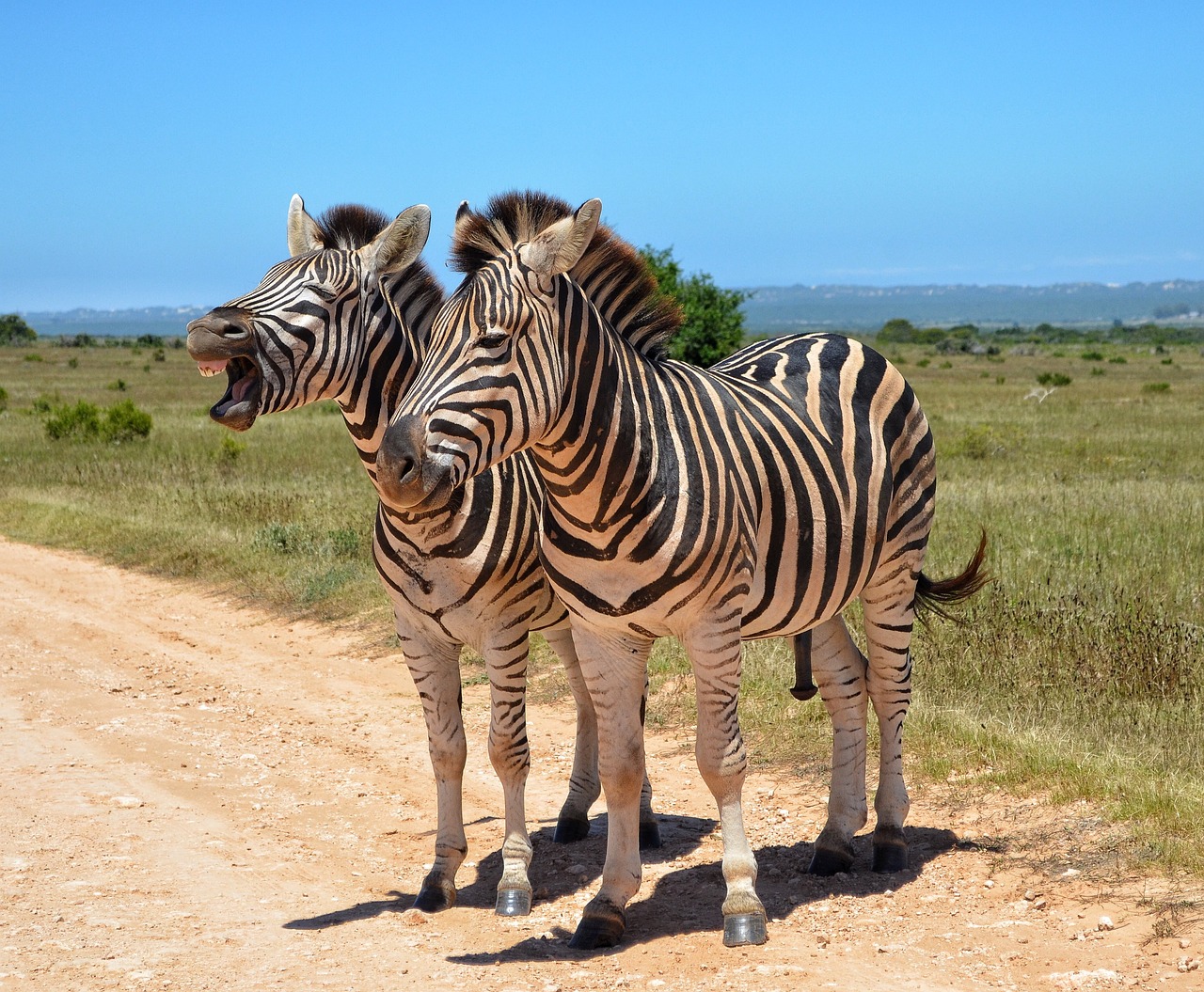 safarii from Nairobi